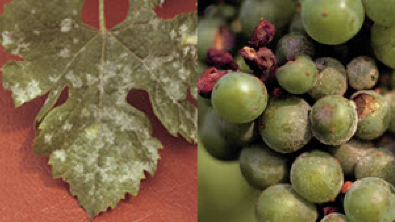 Grapes Agricultural Solutions