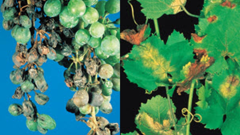 Grapes Agricultural Solutions