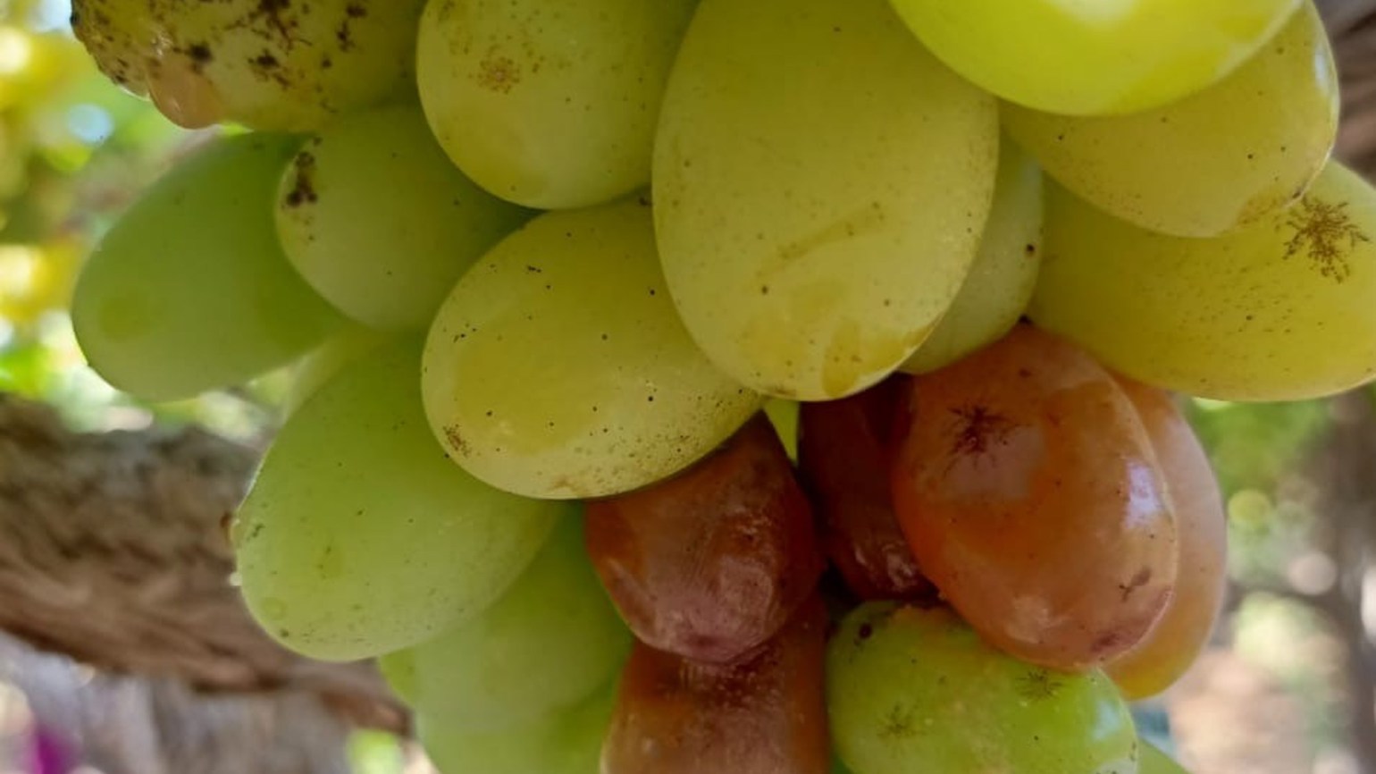 Botrytis - Agricultural Solutions