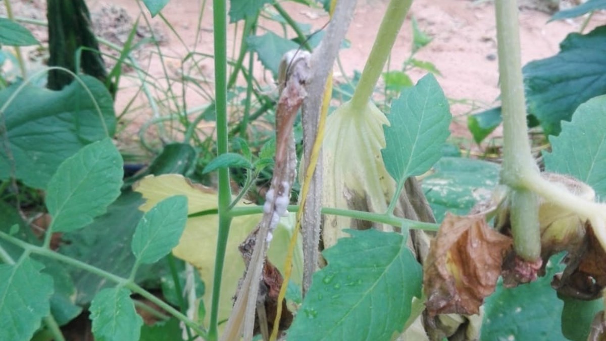 Botrytis - Agricultural Solutions