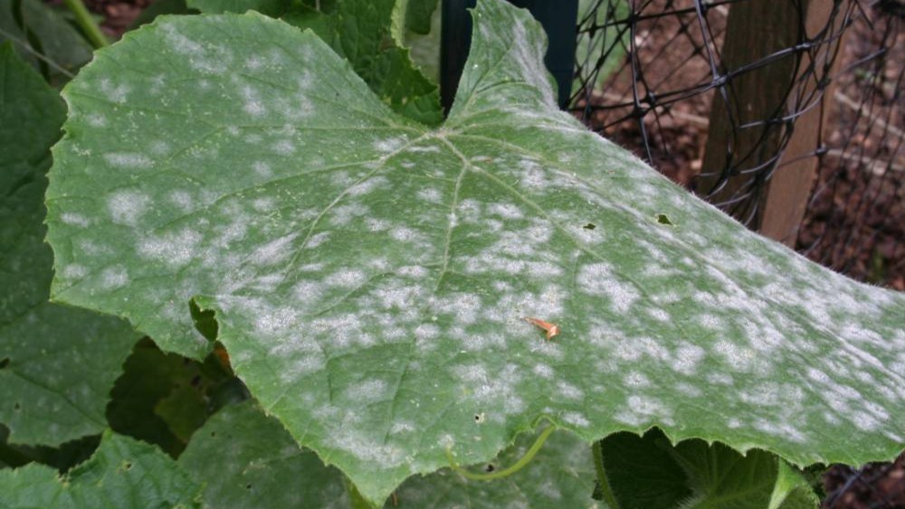 Powdery Mildew Agricultural Solutions
