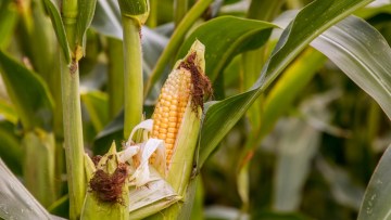 Corn