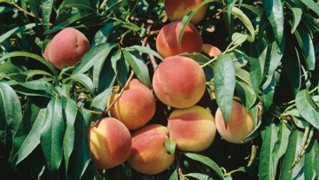 Peach